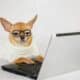 Smart Dog In Glasses With His Laptop