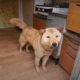 Son Hongmin The Jindo Dog Who Returned Home On His Own After Going Missing For 41 Days