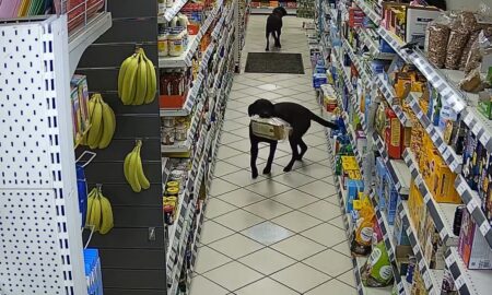 Two Black Labradors Getting Caught Stealing At A Gas Station