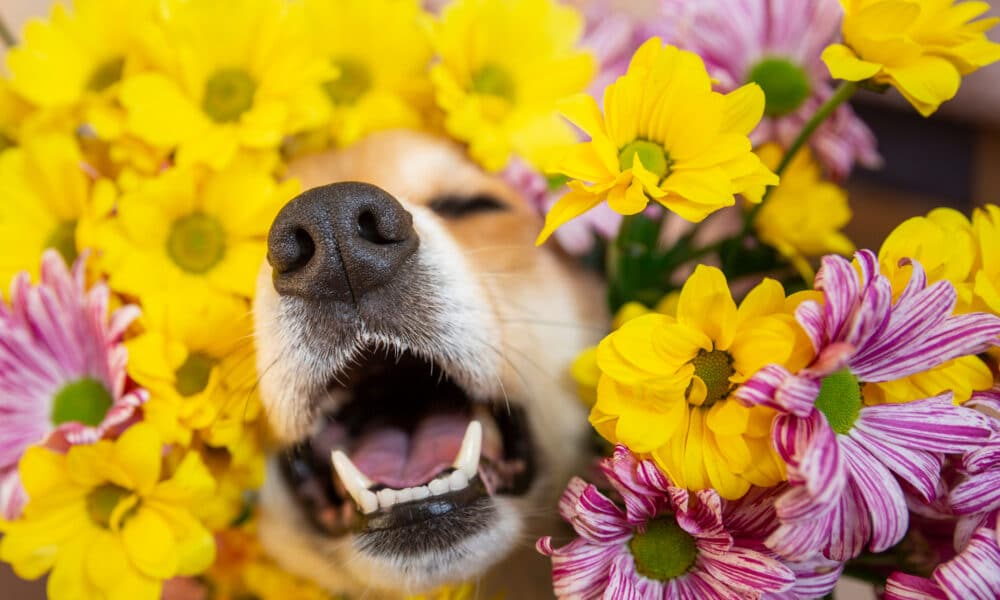 Dog Peeks Out Of Flowers And Sneezes Due To Allergy