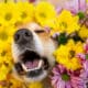 Dog Peeks Out Of Flowers And Sneezes Due To Allergy