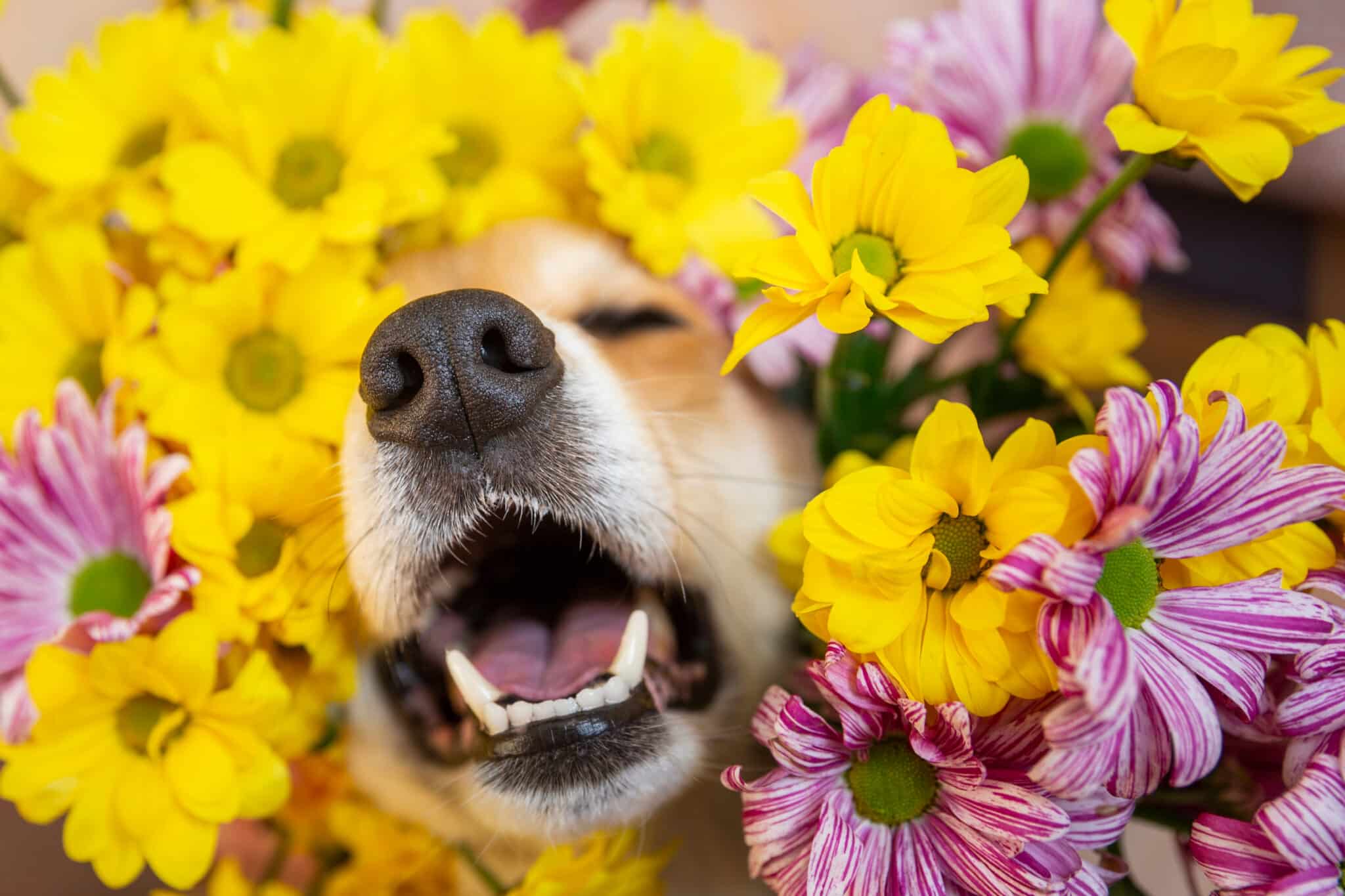 Seasonal Allergies In Dogs: Spring Edition – The Dogington Post
