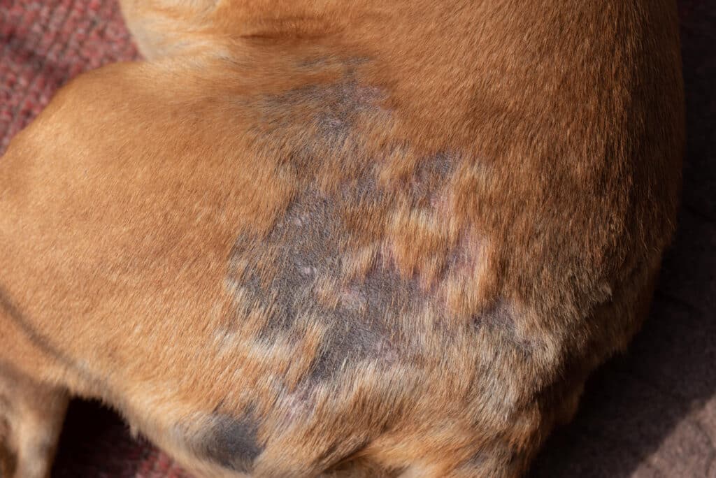 Dog Skin Discoloration