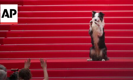 Messi, The Dog From 'Anatomy Of A Fall,' Arrives At Cannes Film Festival