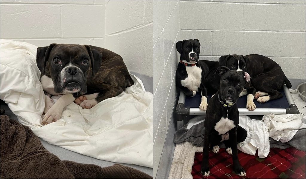 60 Dogs Removed From Massachusetts Home Now Up For Adoption
