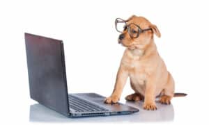 Funny puppy with glasses in front of a laptop