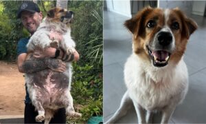 Obese dog's transformation a year after being found in the streets of Thailand