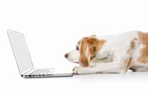 Beagle dog in front of laptop