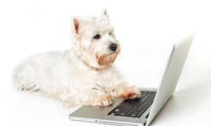Dog using a laptop on white background