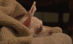 Gizmo the dog that went missing for 9 years now reunited with owner
