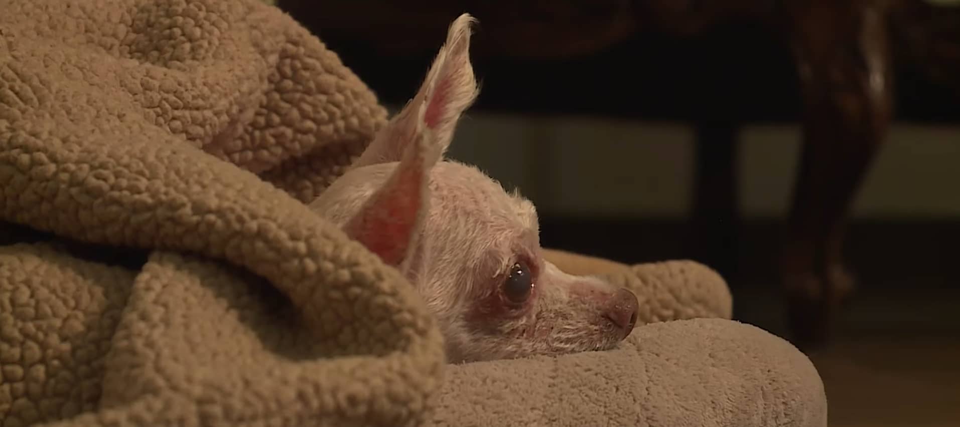 Dog That Went Missing IN 2015 Found Alive, Now Reunited With Family