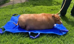 Nuggi the obese dog