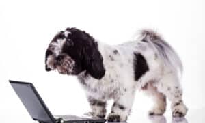 Shih tzu dog with a laptop