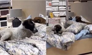 Stray dogs lying on a display bed in a store in Istanbul