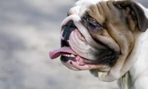 An English Bulldog, one of the flat-faced dog breeds that can suffer from health issues