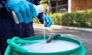 An employee from pest control company is spraying chemicals to kill the insects.