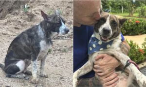 Bait dog gets a second chance in life