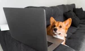 Corgi looking up at a laptop
