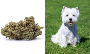 Dog accidentally ingests marijuana during walk