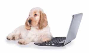 English cocker spaniel puppy in front of a laptop