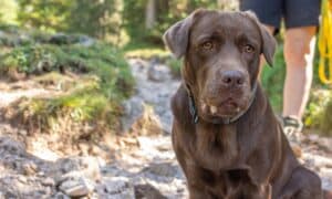 brown labrador in the mountains