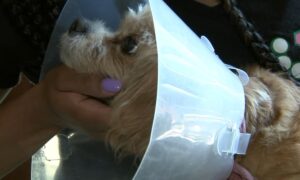 Chicago woman takes dog to vet for teeth cleaning, only for dog to be mistakenly spayed