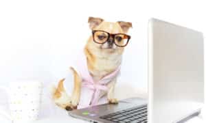 chihuahua wearing glasses in front of laptop