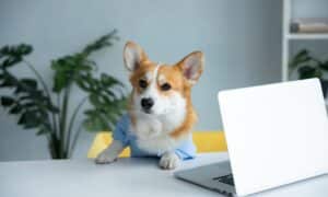 corgi dog sitting at the office with laptop