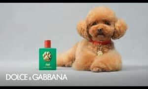 #DGFefé: the fragrance mist for dogs by #DolceGabbana