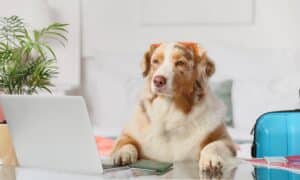 Australian Shepherd dog with laptop on table in bedroom