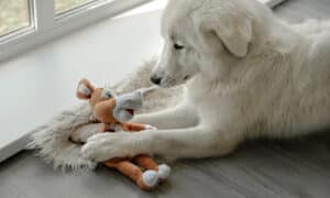 Dog looking at toy