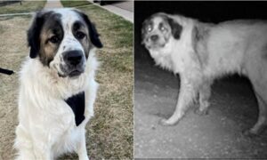 Missing dog reunited with family after 2 years