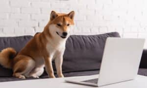 Shiba inu looking at laptop in living room