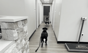 Dog meets his sister at the vet