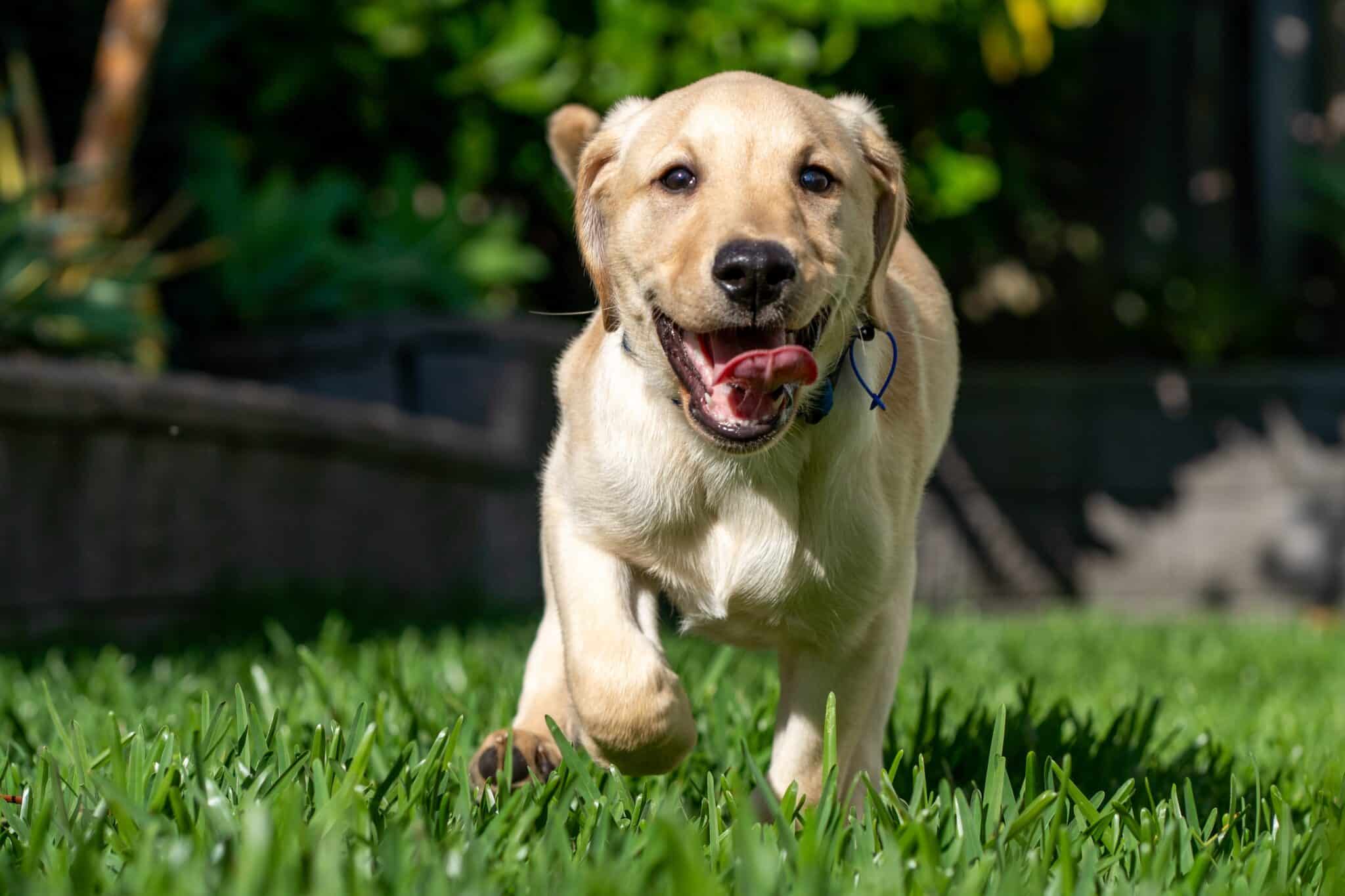 7 Ways To Make An Eco-Friendly Dog Routine In 2025 - Stiliem.com