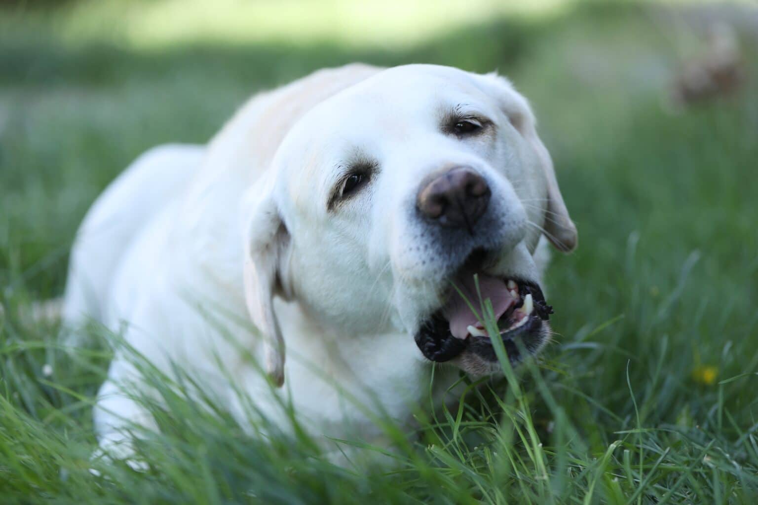 Photo inspiration: Dogs Eating Grass Are They Turning Vegan Photo Inspiration