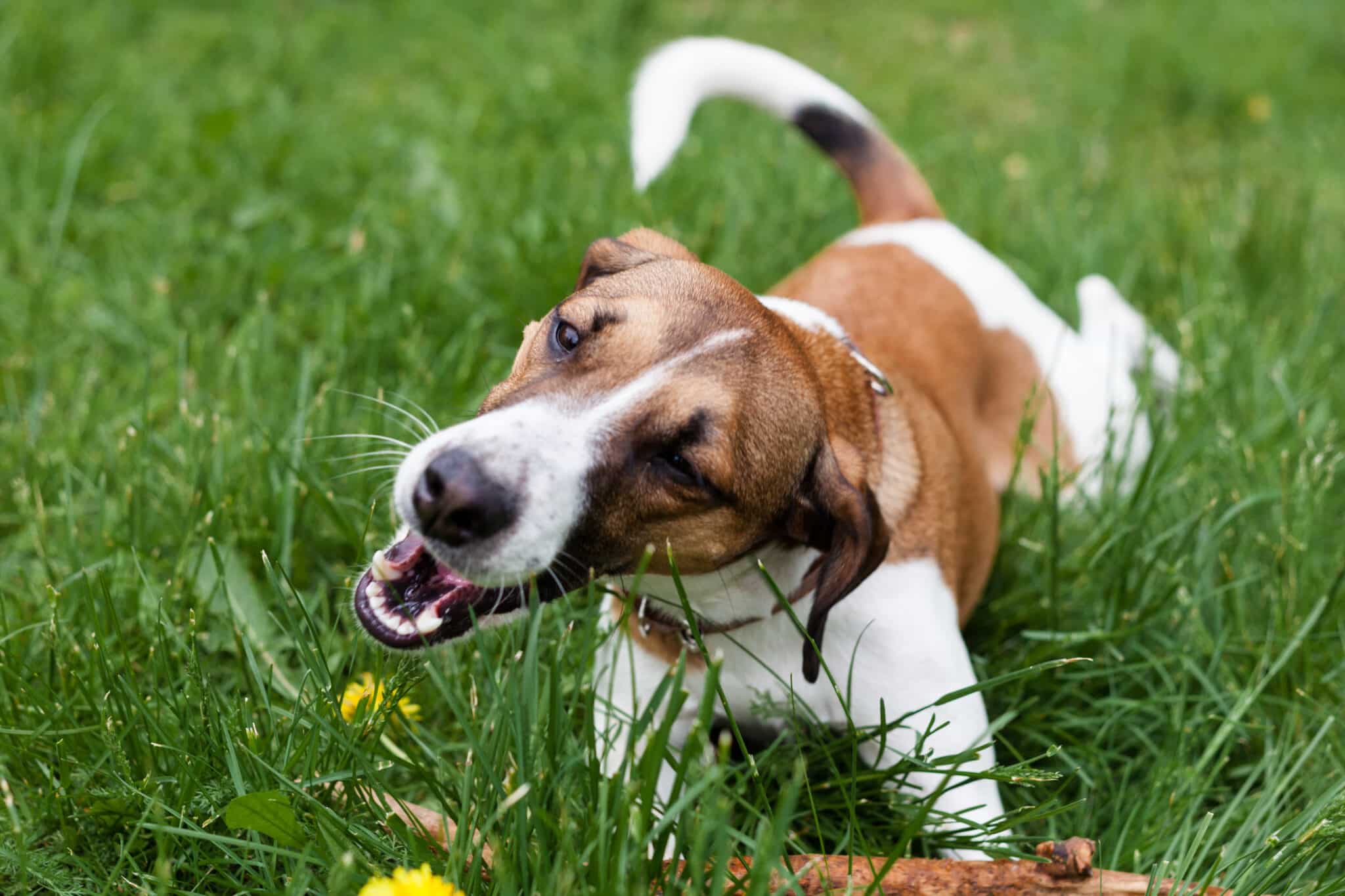 Curated visual reference: Visual Reference: Dogs Eating Grass Are They Turning Vegan