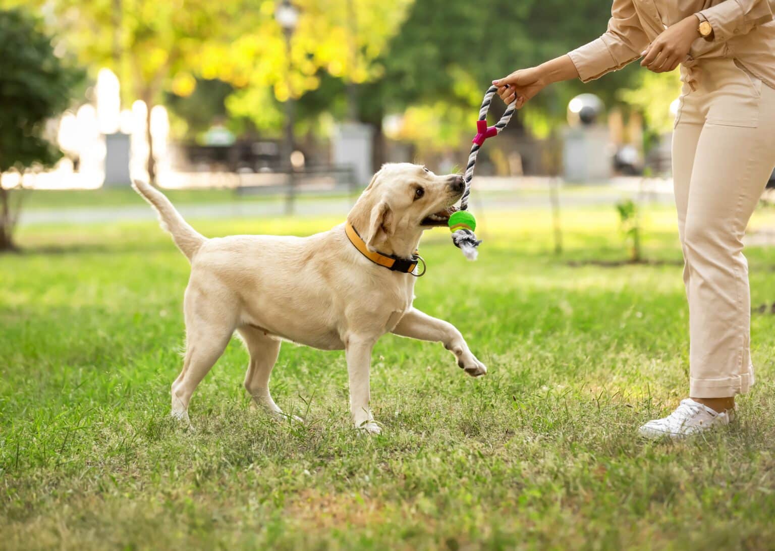 Photo inspiration: Fresh Look at Dogs Eating Grass Are They Turning Vegan