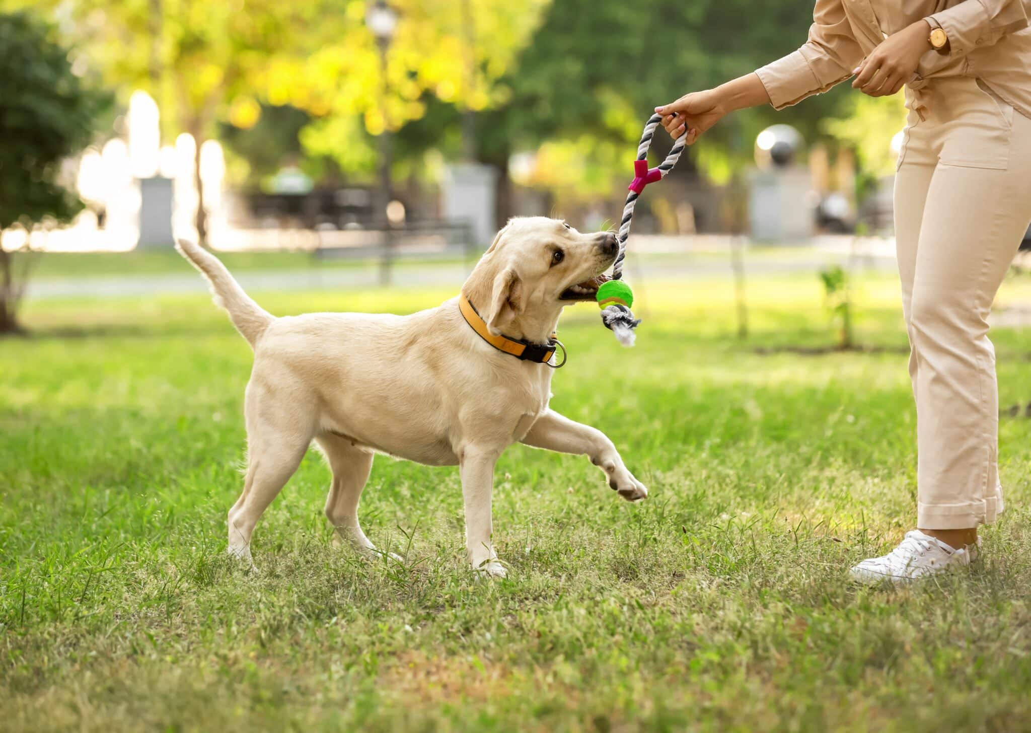 Dogs Eating Grass: Are They Turning Vegan? – The Dogington Post