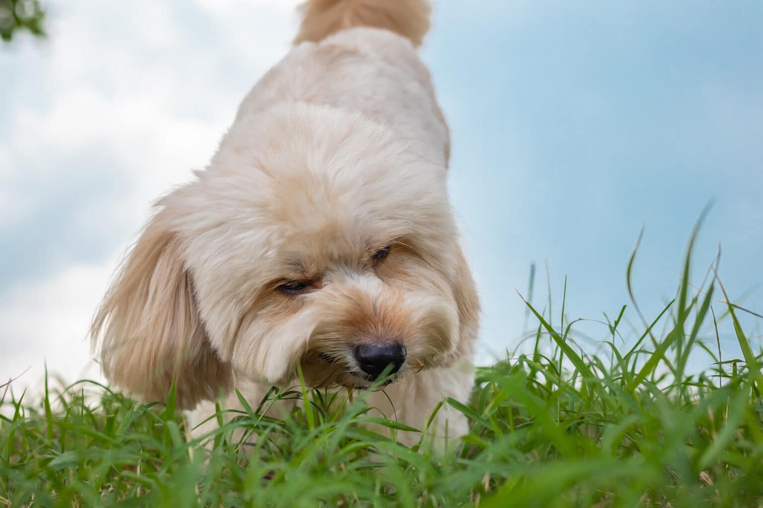 Image showcasing Dogs Eating Grass: Are They Turning Vegan? – The Dogington Post