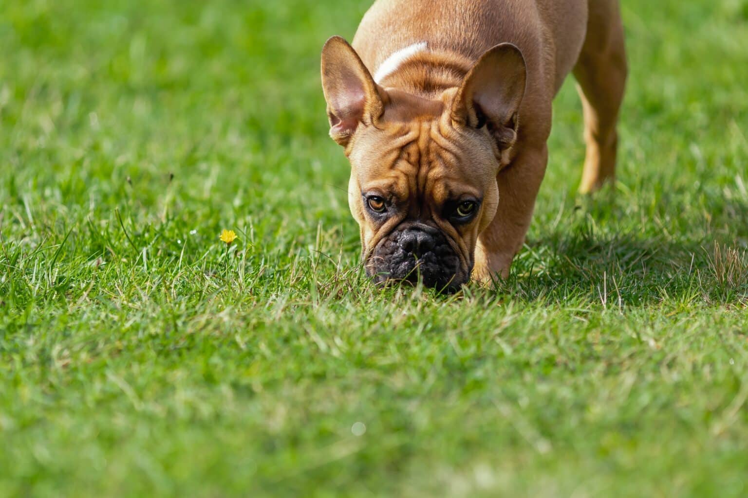 Picture of Dogs Eating Grass: Are They Turning Vegan? – The Dogington Post