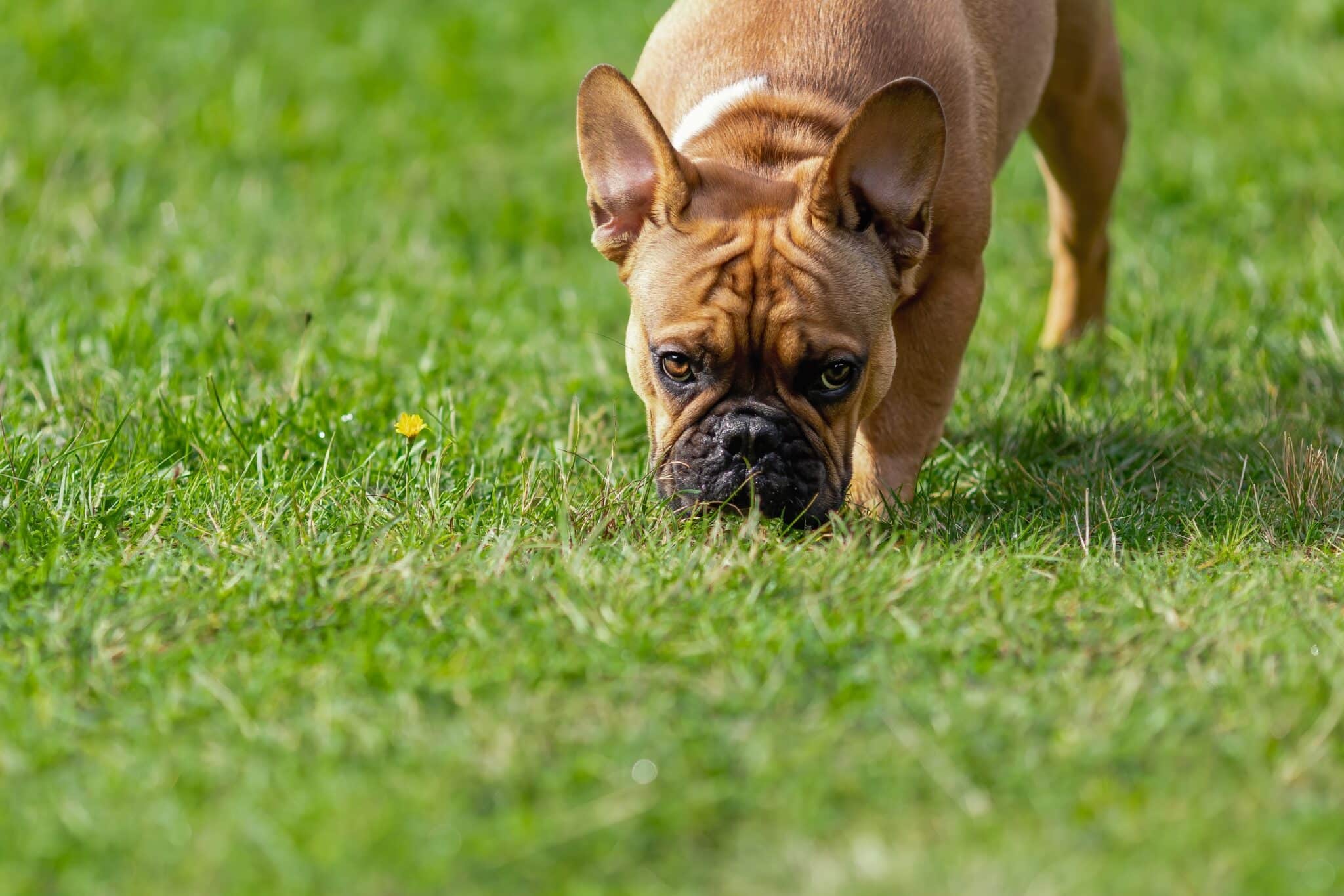 View of Dogs Eating Grass: Are They Turning Vegan? – The Dogington Post