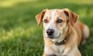 How-to-Adopt-Dogs-That-Failed-Government-Training__1748297313