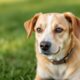 How-to-Adopt-Dogs-That-Failed-Government-Training__1748297313
