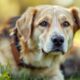 How-to-Adopt-Dogs-from-Ukraine_-A-Comprehensive-Guide_1748383705