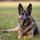 How-to-Adopt-Retired-Police-Dogs_-A-Complete-Guide_1747433354
