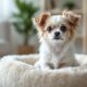 How-to-Adopt-Teacup-Dogs_-A-Comprehensive-Guide_1748038013