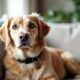 How-to-Adopt-an-Emotional-Support-Dog