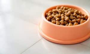 How-to-Choose-the-Best-Dog-Food-for-Renal-Care