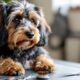 How-to-Groom-Your-Dog-Like-a-Pro_-Essential-Tips_1748642885